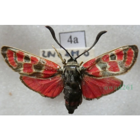 Zygaena carniolica (Scopoli, 1763) Kraśnik rzęsinowiec Czech4a